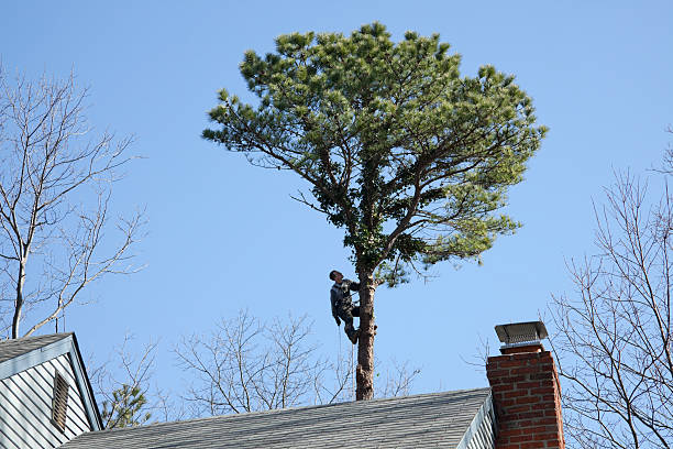 Trusted Reedsville, WI Tree Care Experts