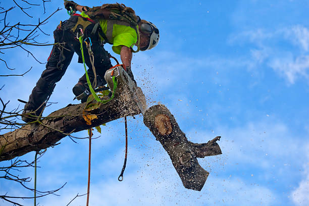 How Our Tree Care Process Works  in  Reedsville, WI